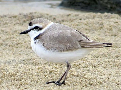 Píllara das dunas. Charadrius alexandrinus